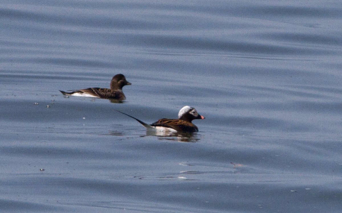 Long-tailed Duck - ML100983291