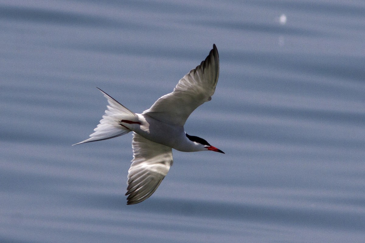 Common Tern - ML100983441