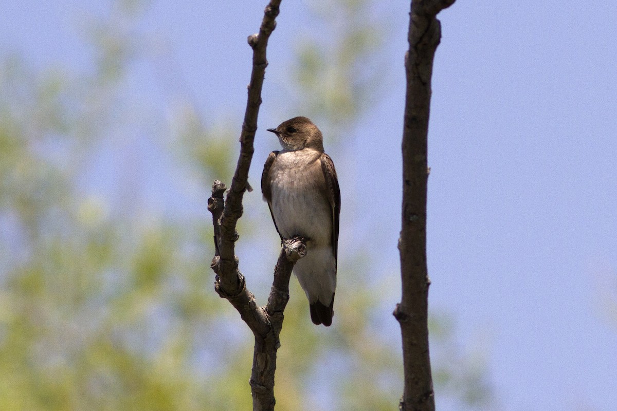 Northern Rough-winged Swallow - ML100984541
