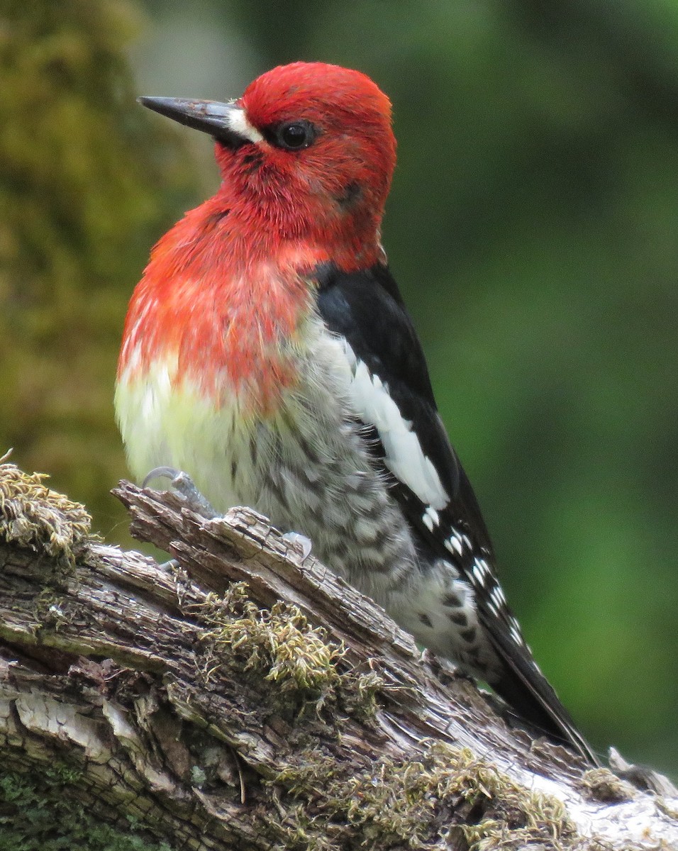 Red-breasted Sapsucker - Rich Hoyer