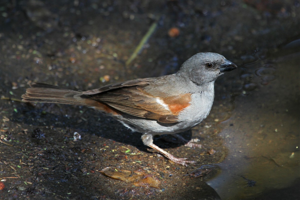 Swainson's Sparrow - Justin Goldberg