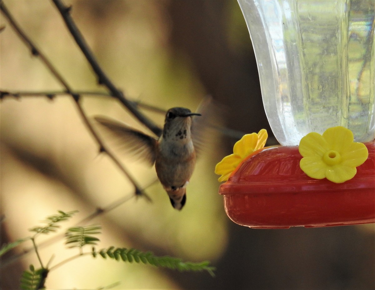 Broad-tailed Hummingbird - Bob Saunders