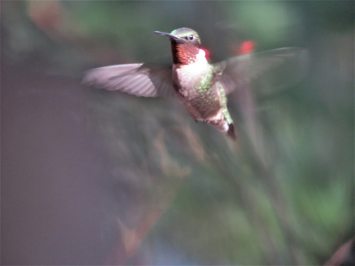Ruby-throated Hummingbird - ML100990851