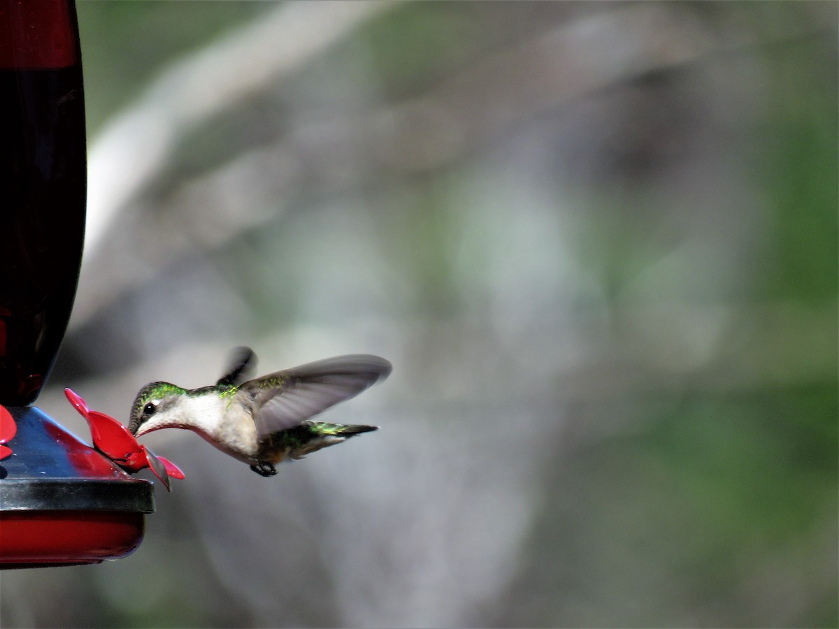 Ruby-throated Hummingbird - ML100991081