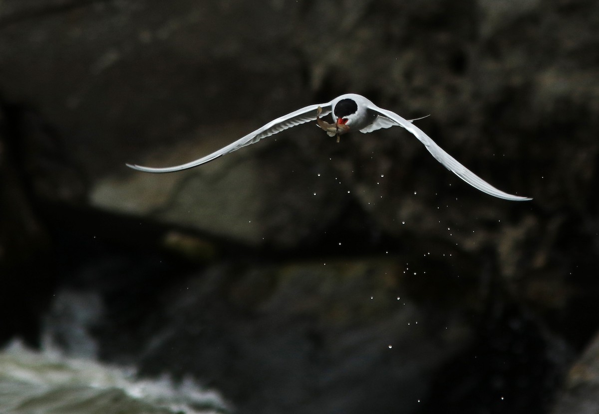 Common Tern - David Beadle