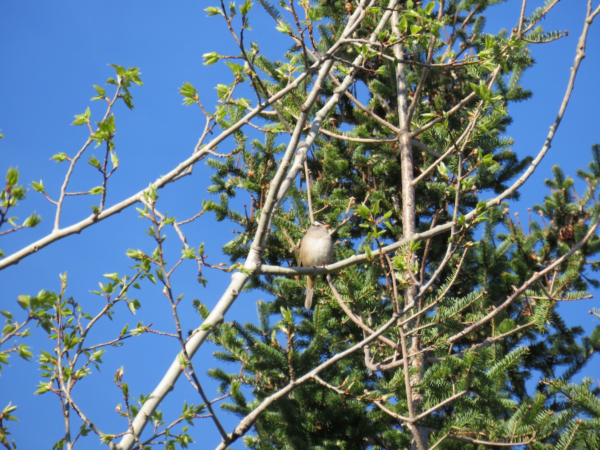 White-crowned Sparrow - ML100994541