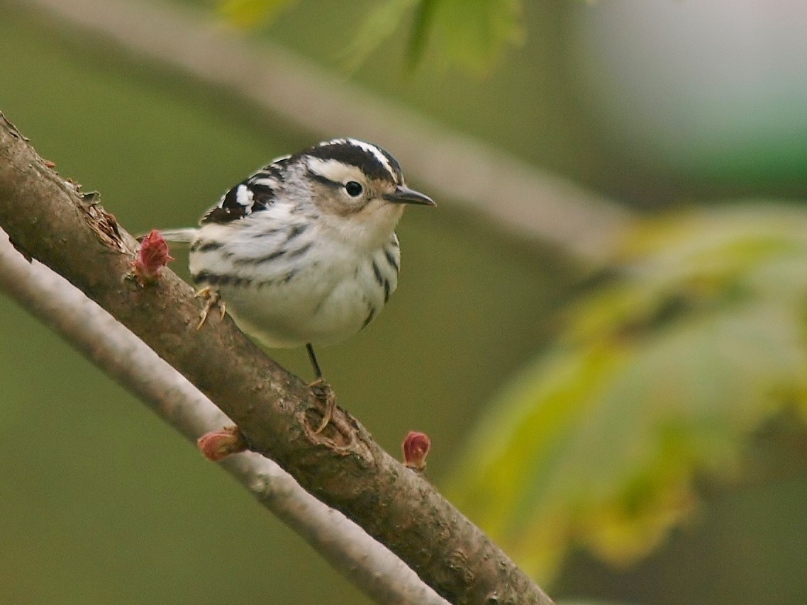 Black-and-white Warbler - ML100995151