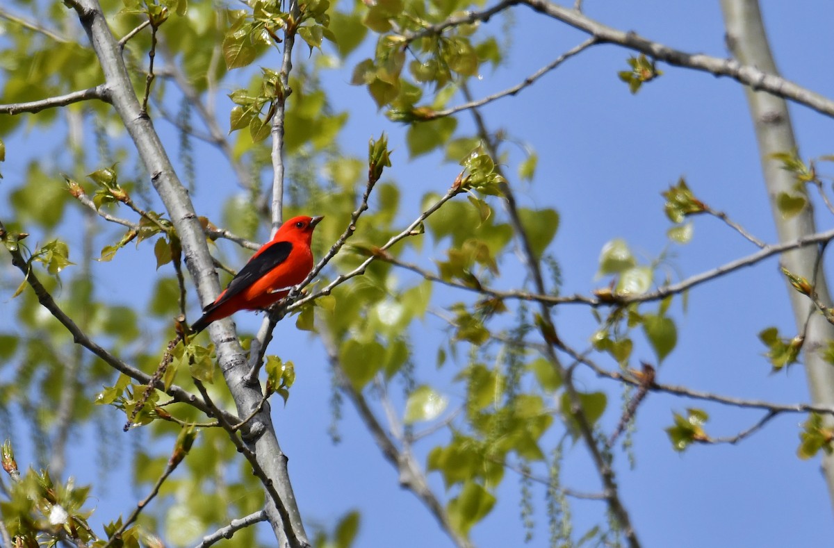 Scarlet Tanager - André Lanouette