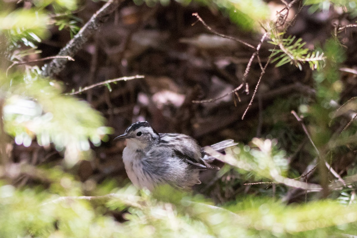 Black-and-white Warbler - ML100996141