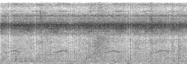 Лінивка-коротун сірошия - ML100997