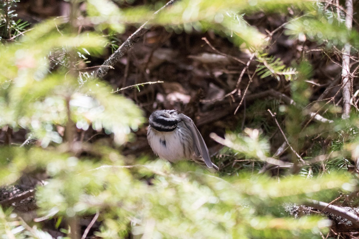 Black-and-white Warbler - ML100998191