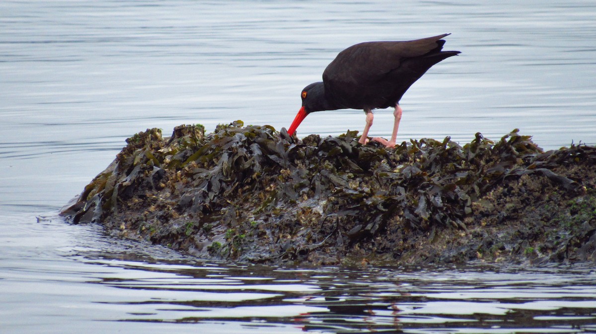 Black Oystercatcher - Eric Walther