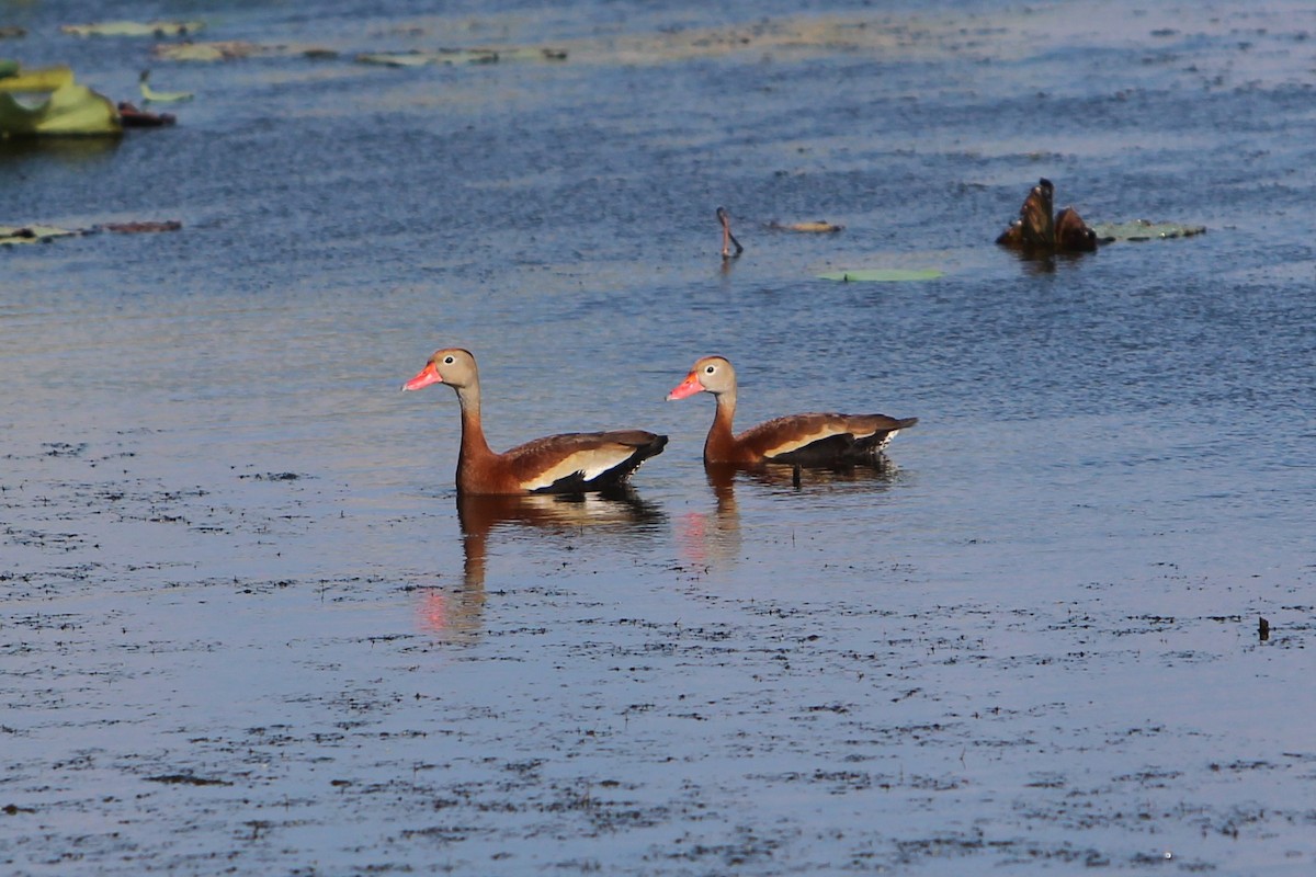 Black-bellied Whistling-Duck - Brian Berry