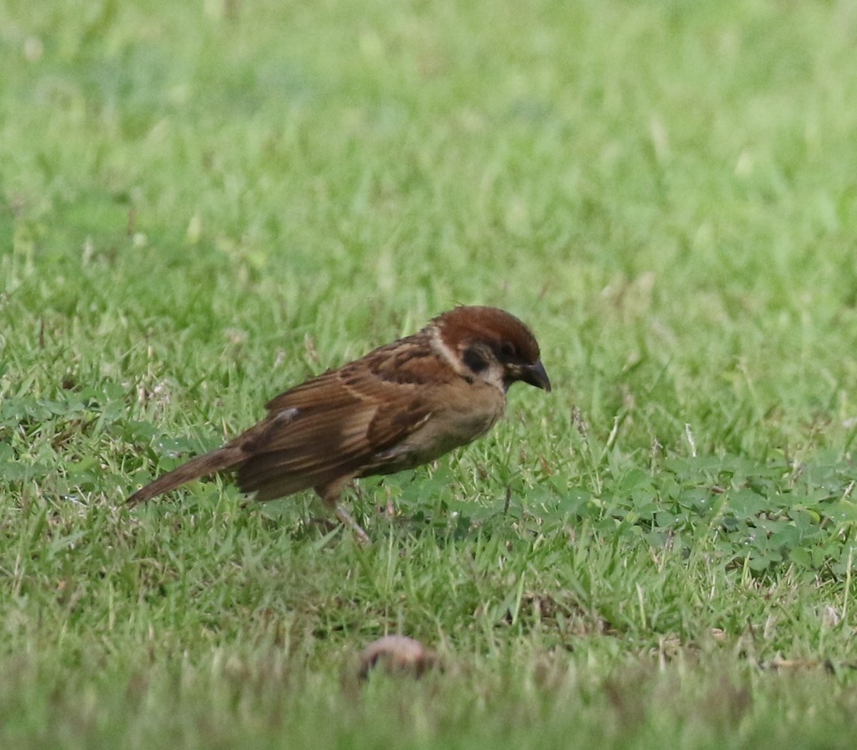 Eurasian Tree Sparrow - Bruce  Purdy
