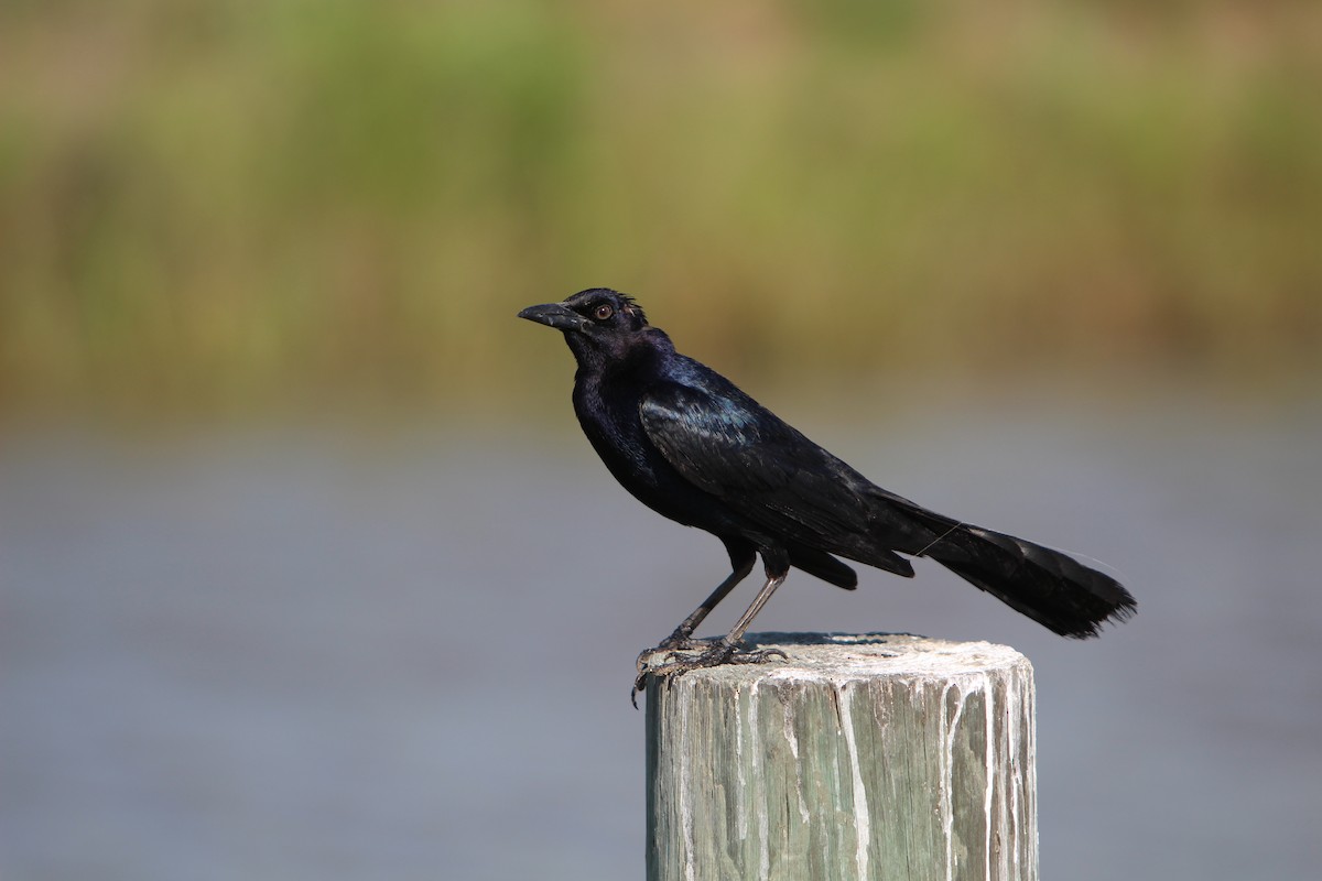 Boat-tailed Grackle - Brian Berry