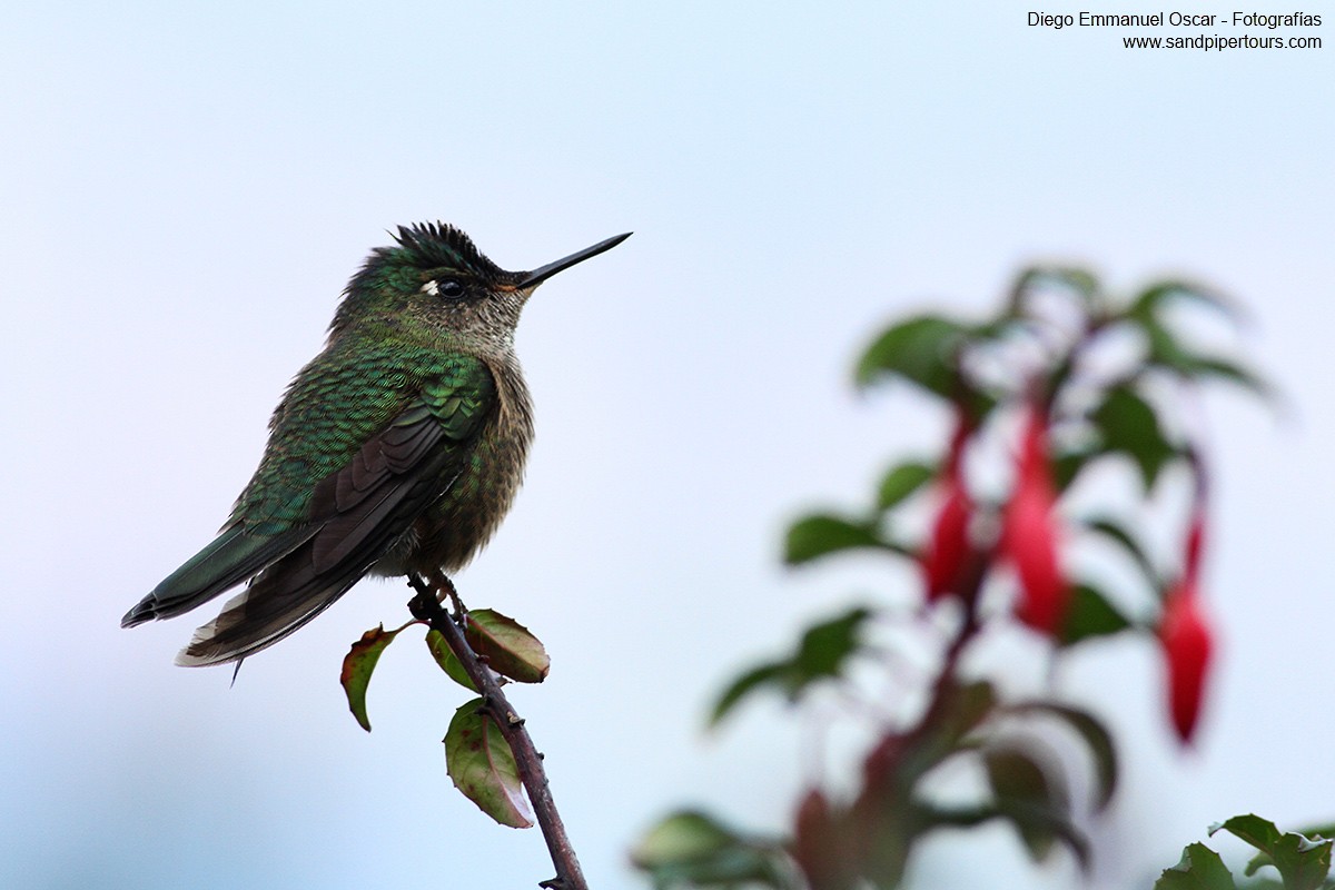 Green-backed Firecrown - ML101001731
