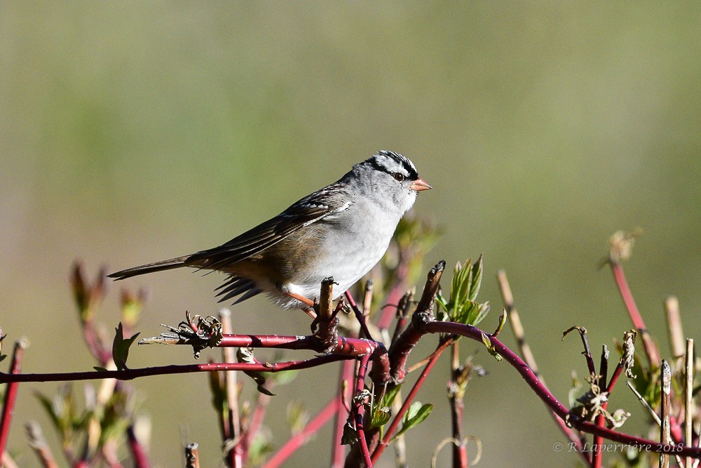 White-crowned Sparrow - René Laperrière
