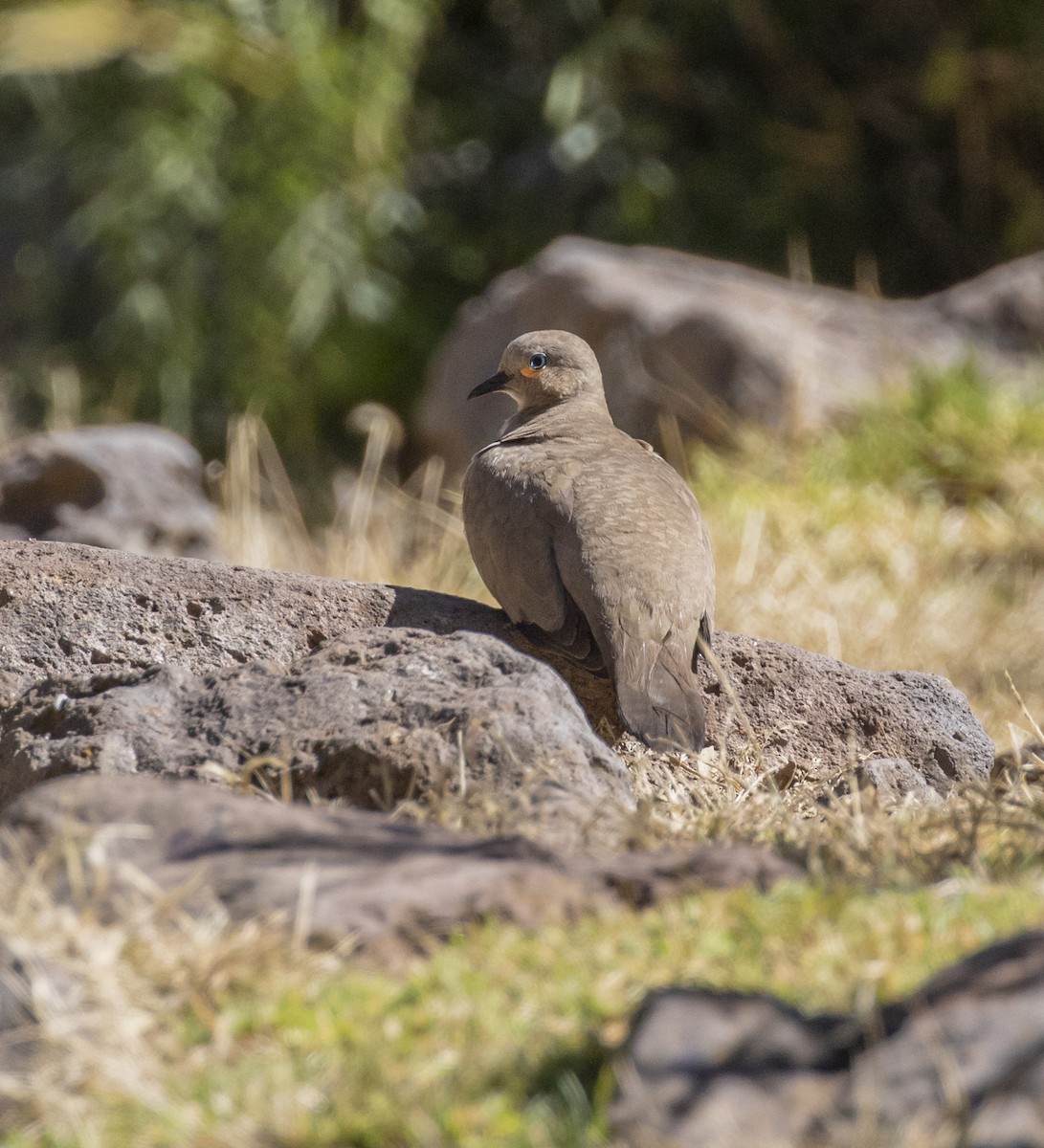 Black-winged Ground Dove - Mouser Williams