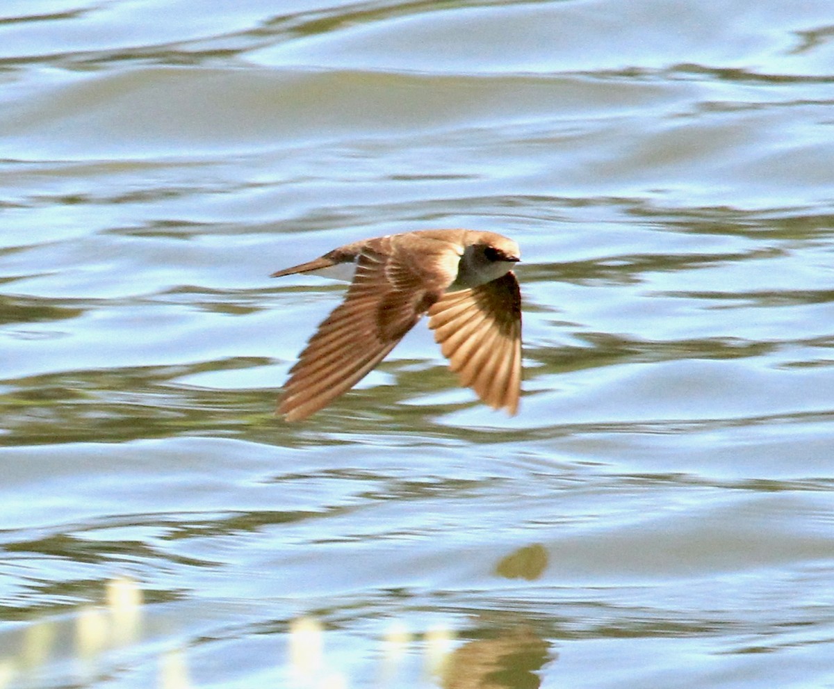 Northern Rough-winged Swallow - ML101006901