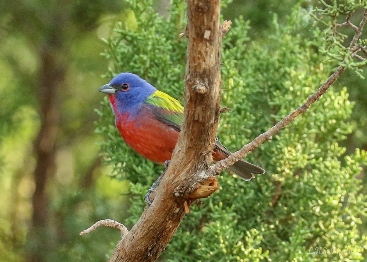 Painted Bunting - ML101010611