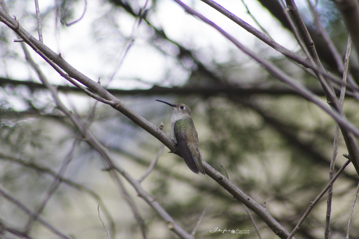 Spot-throated Hummingbird - Wilmer Lozano medina