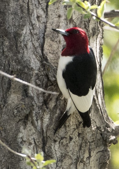 Red-headed Woodpecker - ML101014641