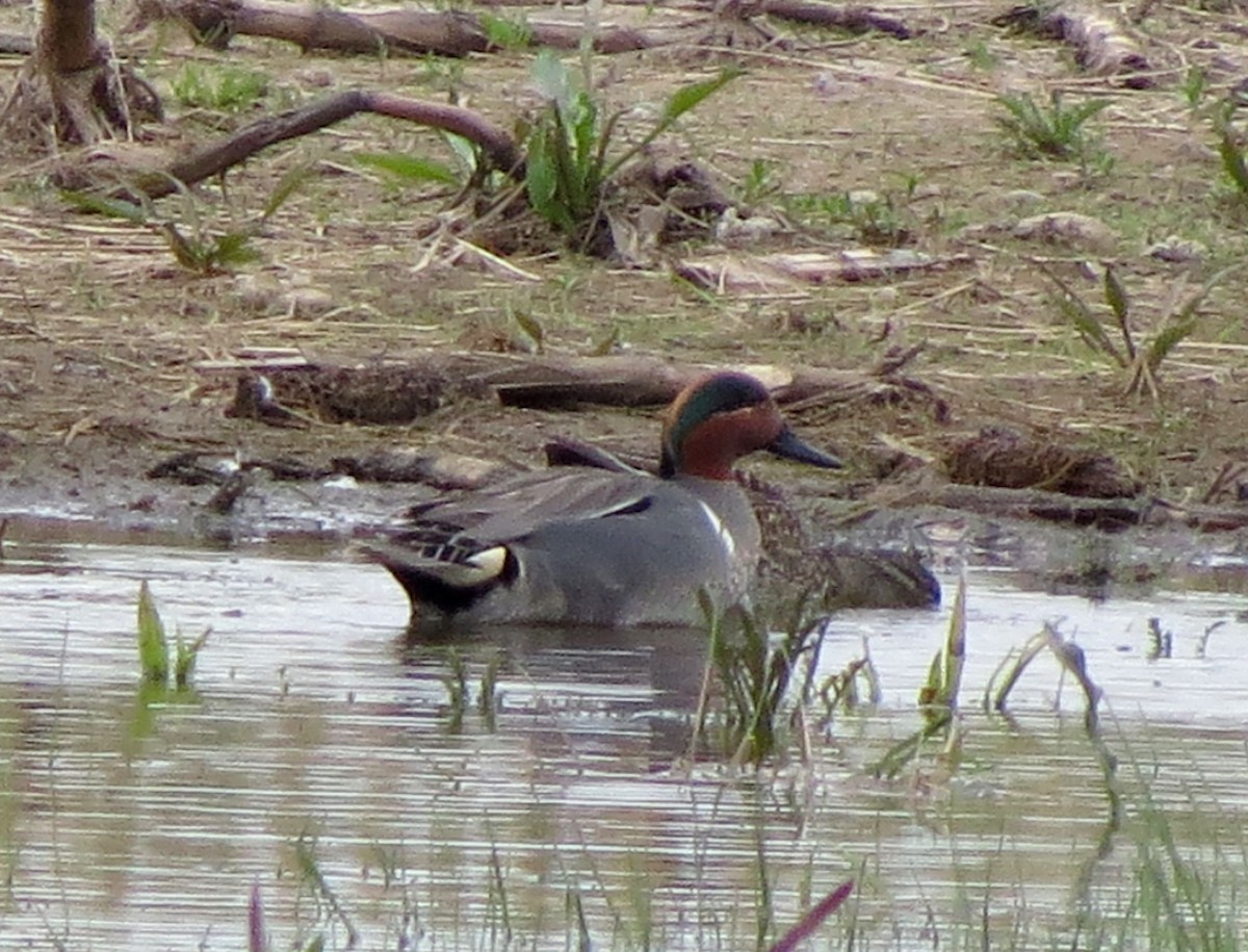 Green-winged Teal - ML101015791
