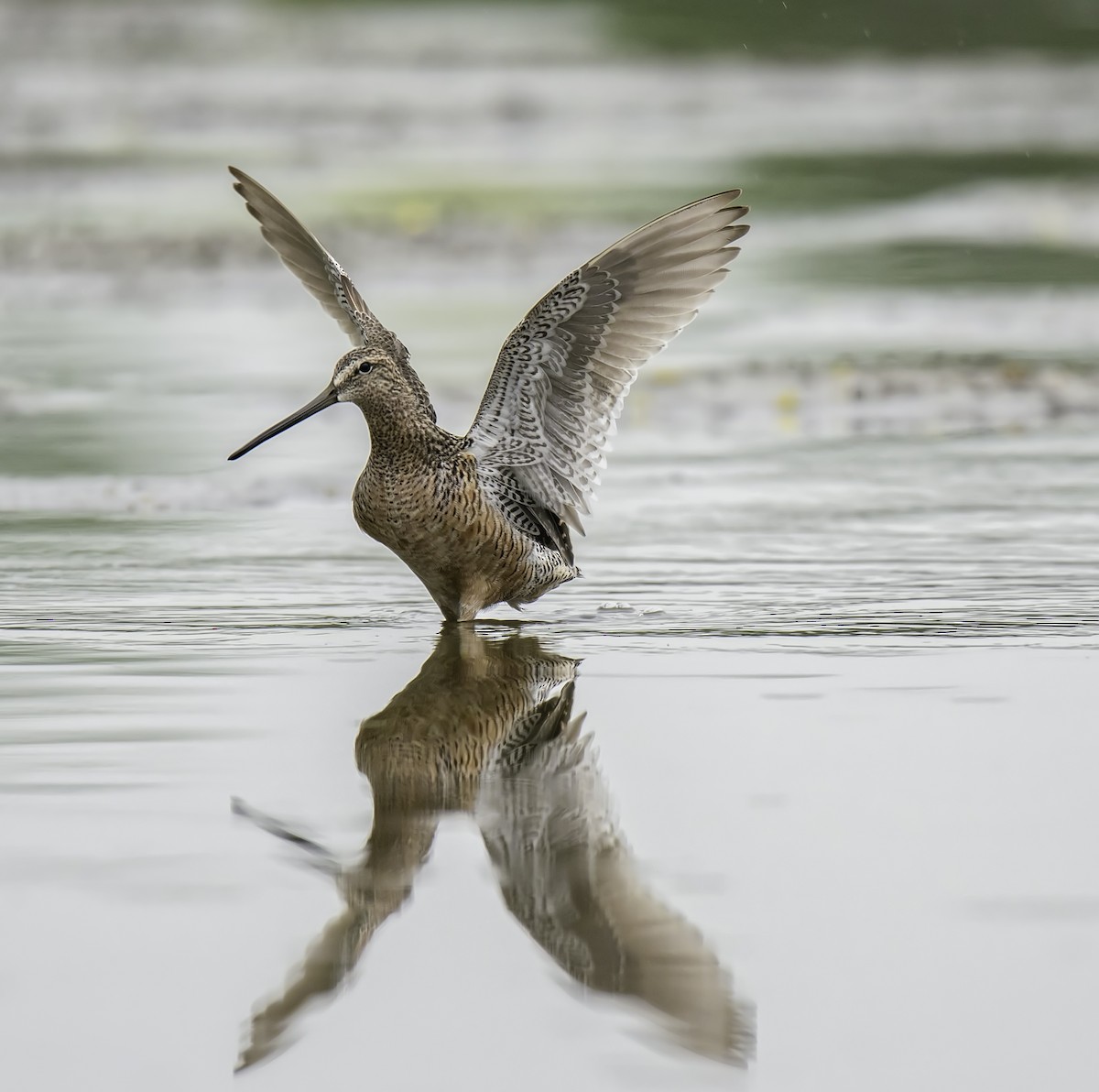Long-billed Dowitcher - ML101019001