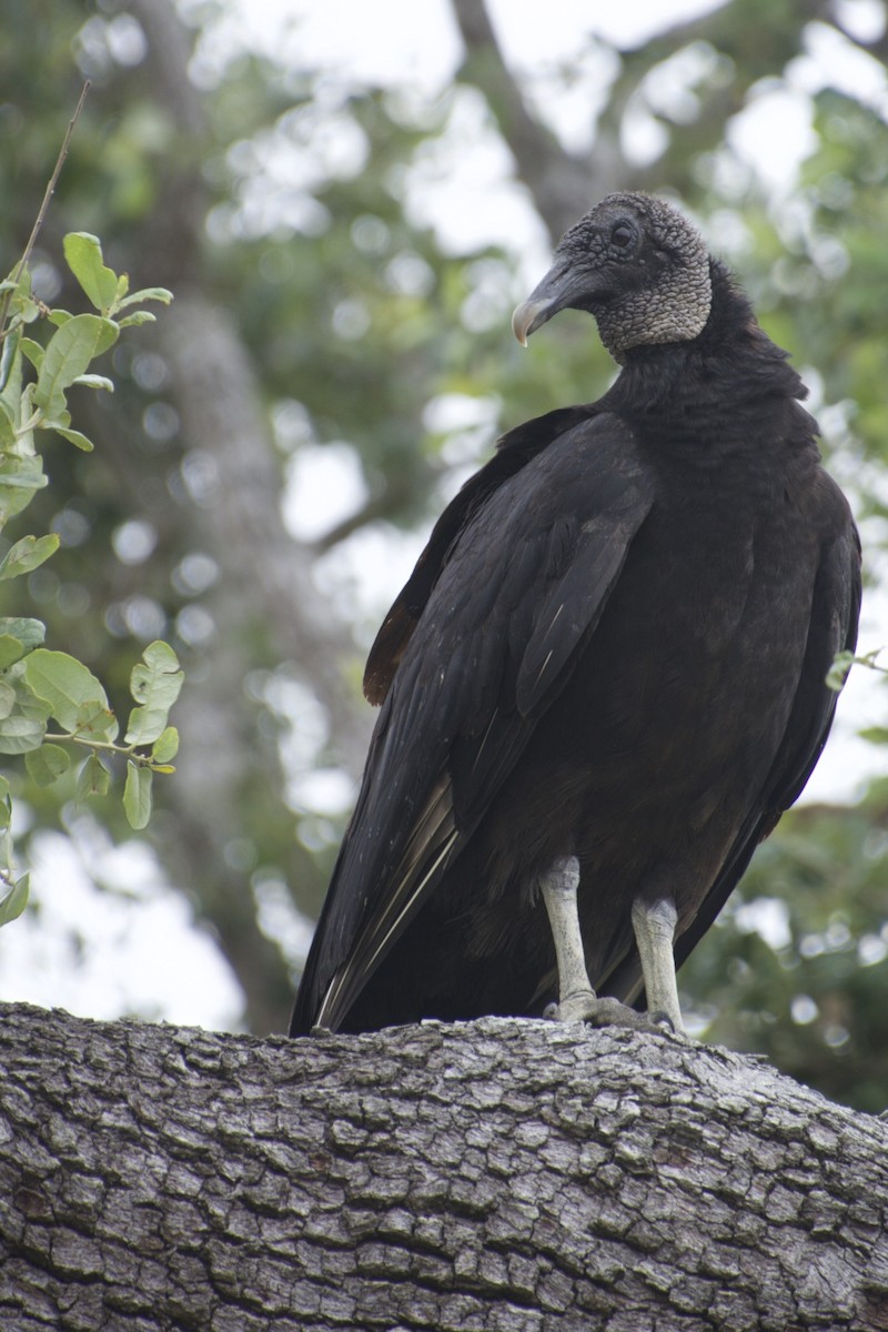 Black Vulture - Jean Broadhvest