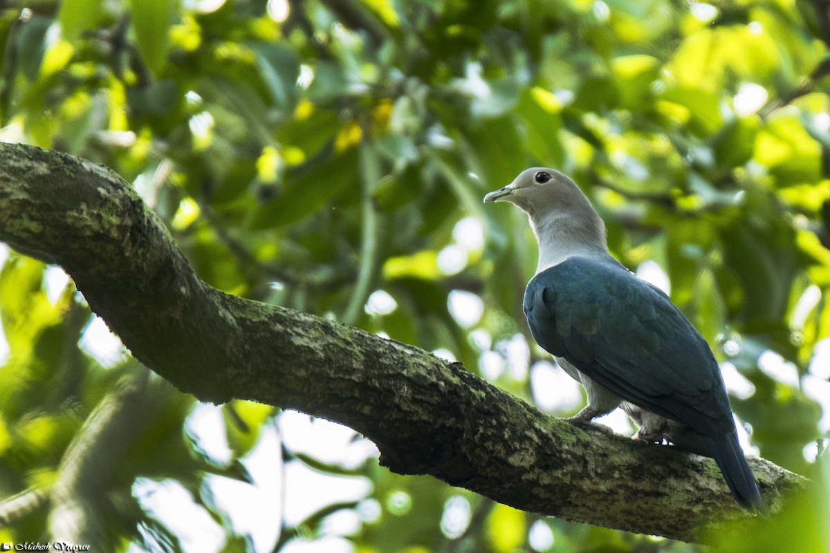 Green Imperial-Pigeon - Mahesh Vijayan
