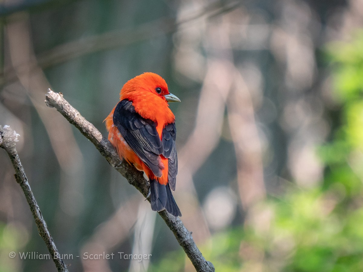 Scarlet Tanager - William Bunn