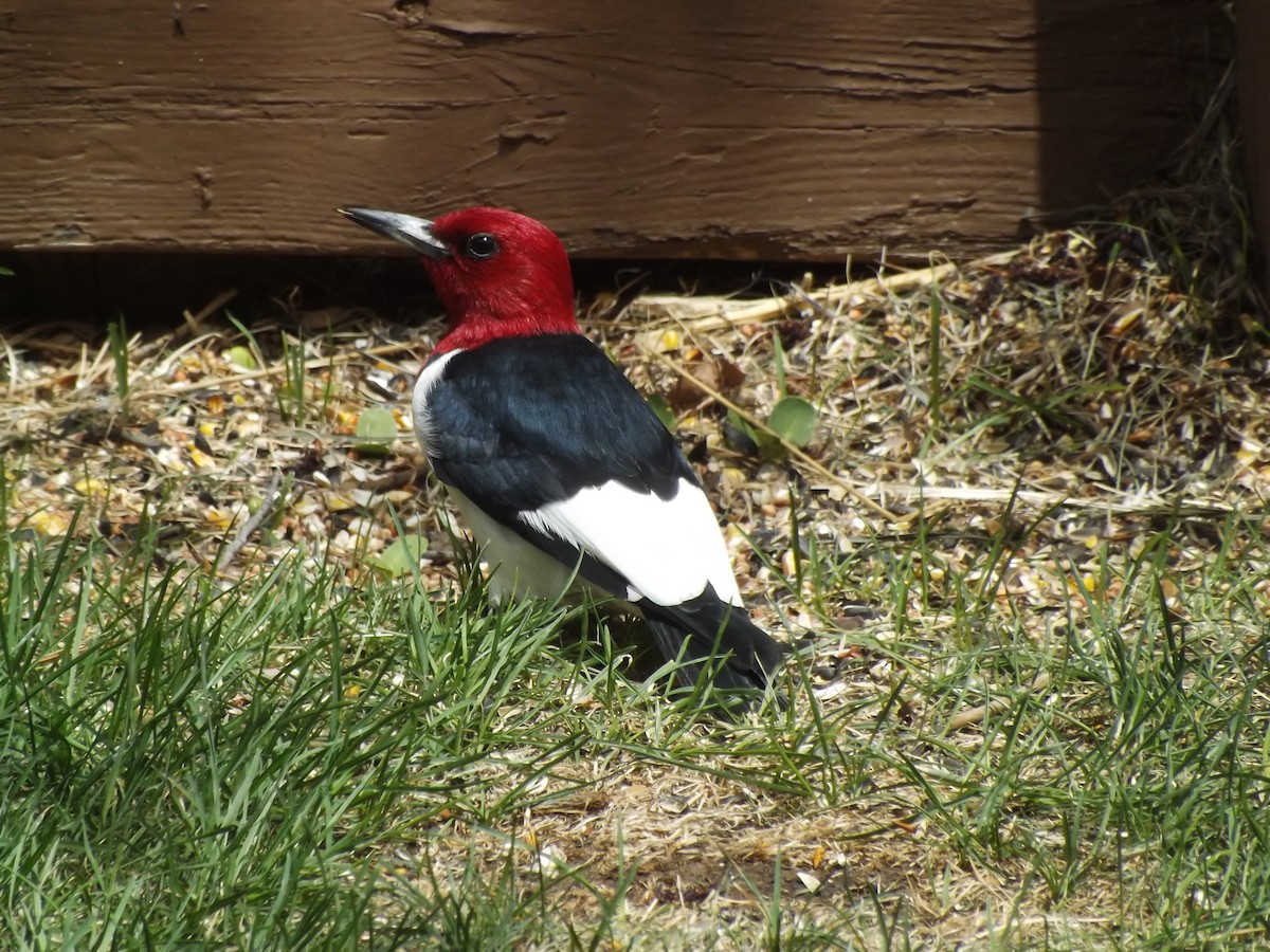 Red-headed Woodpecker - Alicia Corliss