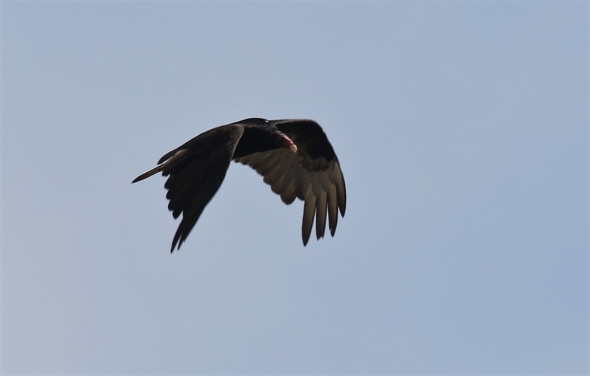 Turkey Vulture - Richard Armerding
