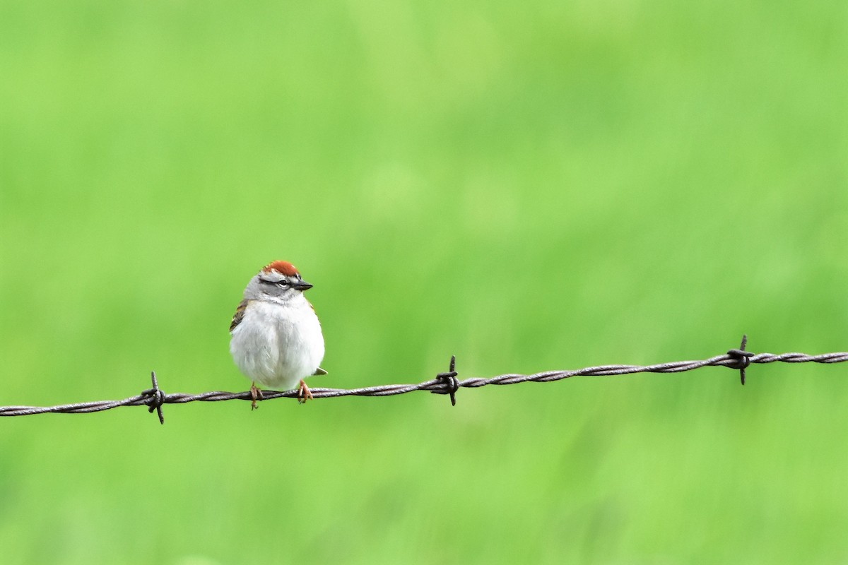 Chipping Sparrow - ML101039101