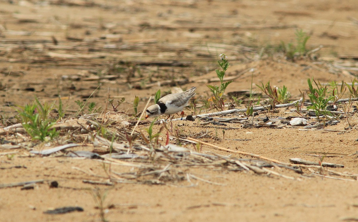 Piping Plover - Paul Miller