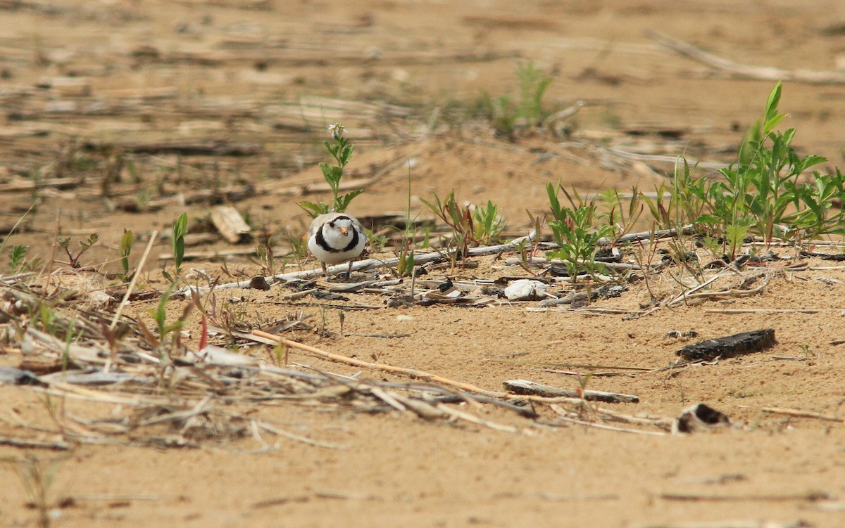 Piping Plover - Paul Miller