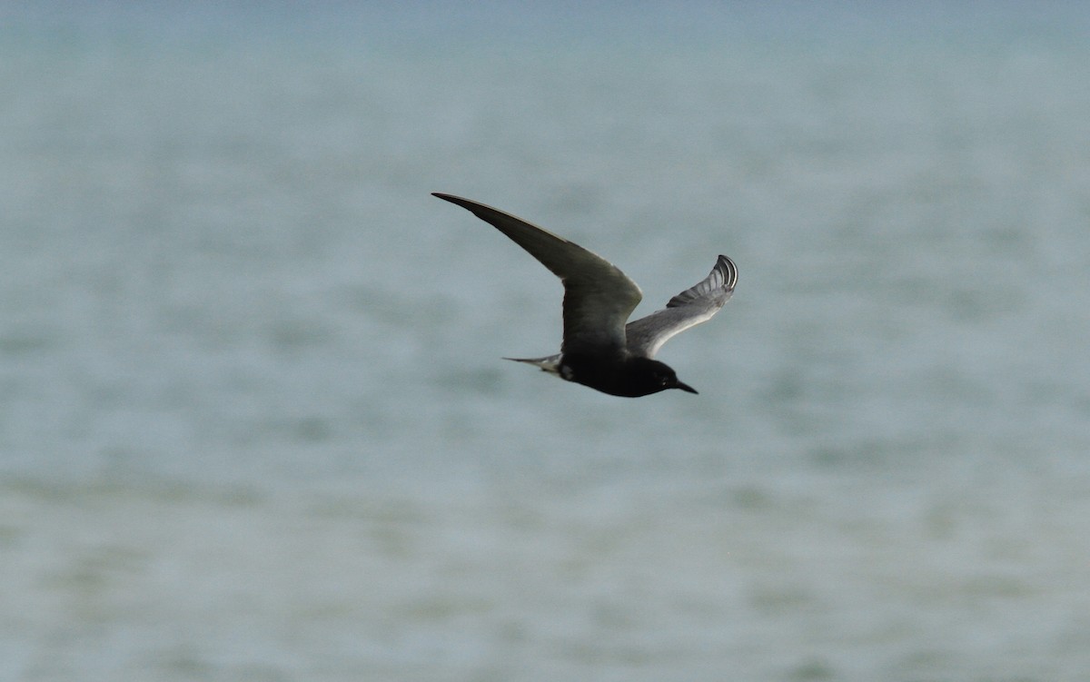 Black Tern - Paul Miller