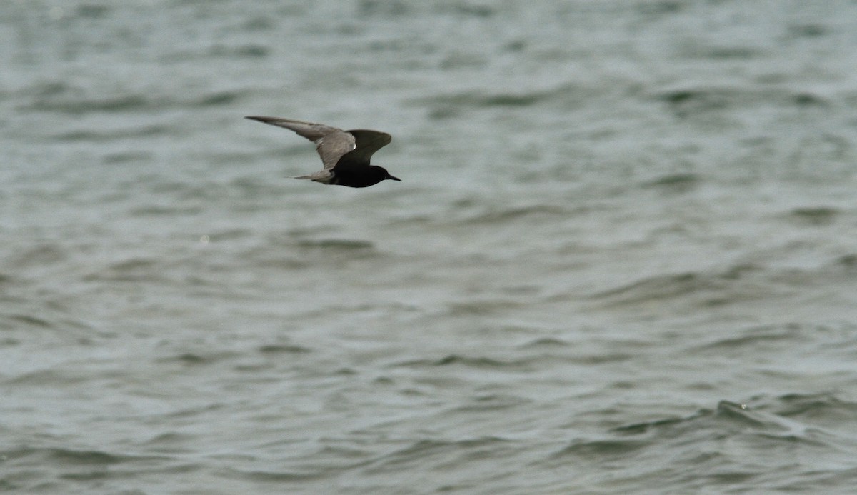 Black Tern - Paul Miller