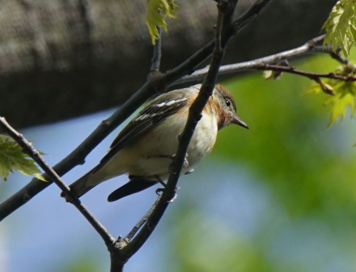 Bay-breasted Warbler - Nevine Jacob