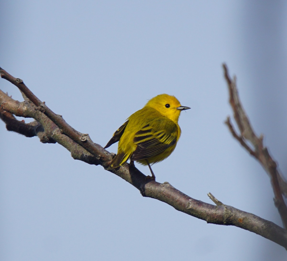 Yellow Warbler - Nevine Jacob