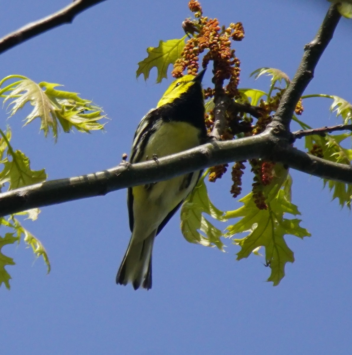 Black-throated Green Warbler - Nevine Jacob