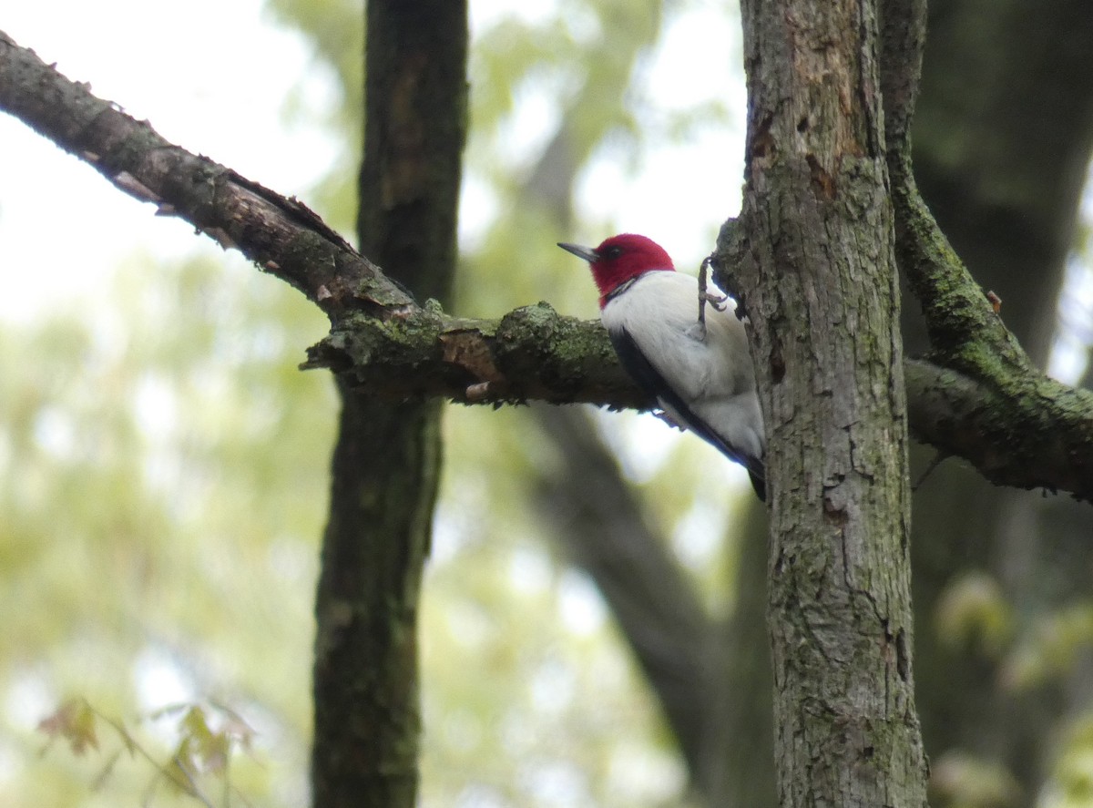 Red-headed Woodpecker - Larry Theller