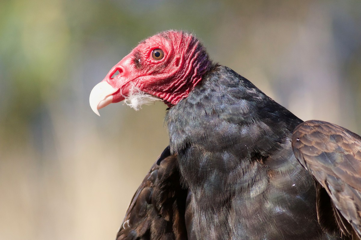 Turkey Vulture - Gordon Atkins