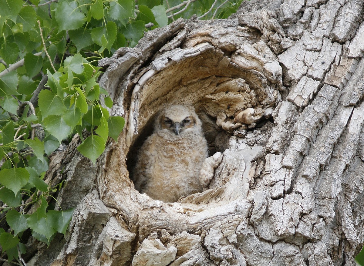 Great Horned Owl - Bill Maynard