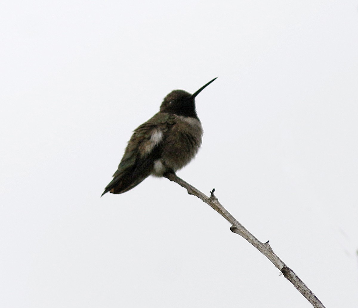Black-chinned Hummingbird - Bill Maynard