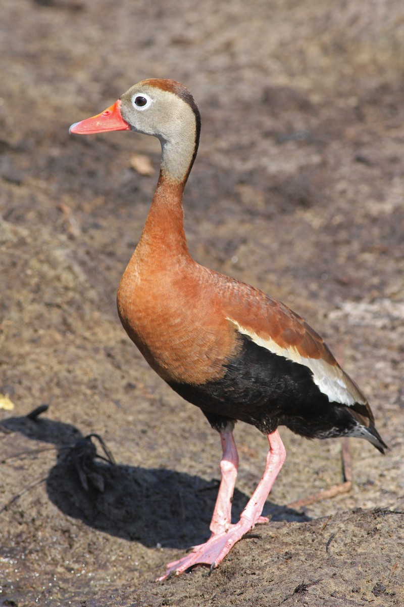 Black-bellied Whistling-Duck - Michael McCloy