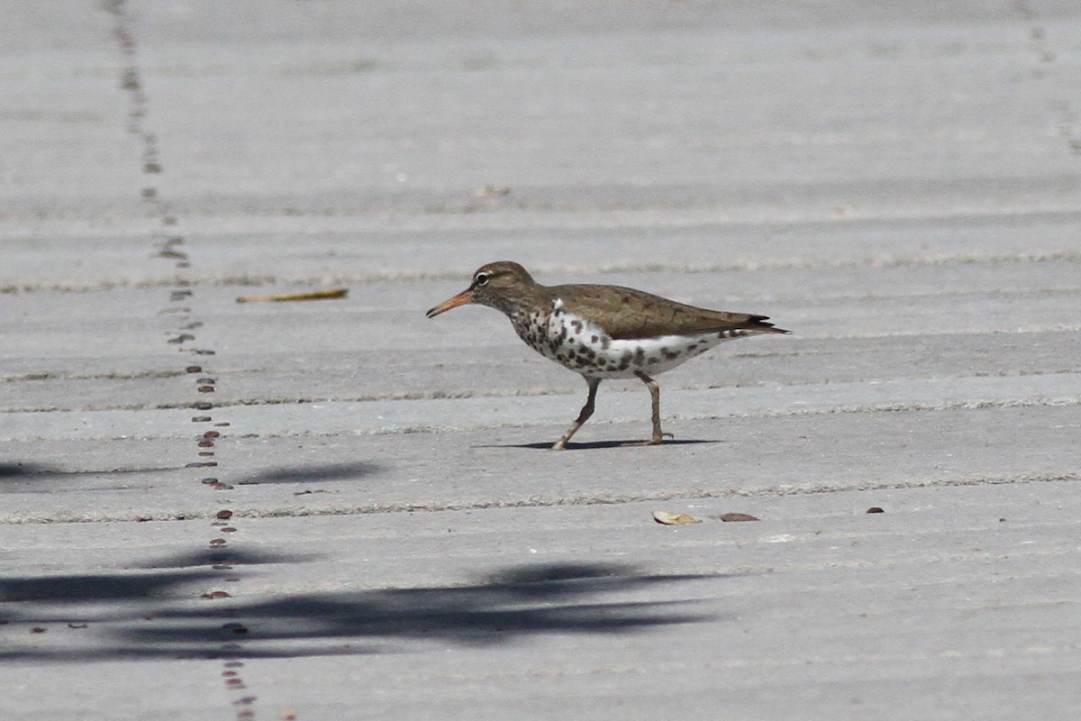 Spotted Sandpiper - Michael McCloy