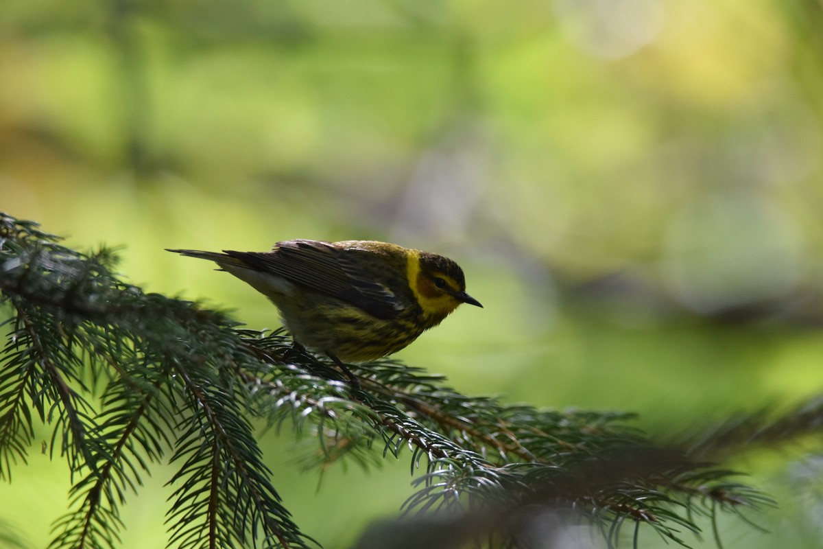 Cape May Warbler - ML101057251