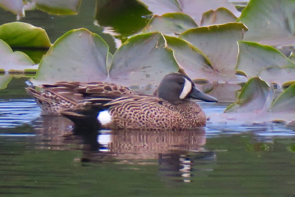 Blue-winged Teal - ML101061331