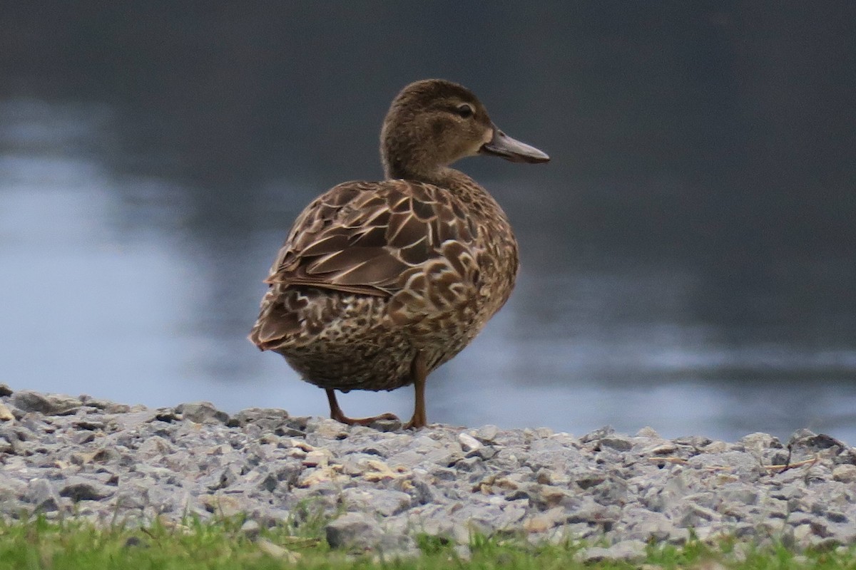 Blue-winged Teal - ML101061341